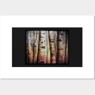 Colorful Birch Trees Posters and Art